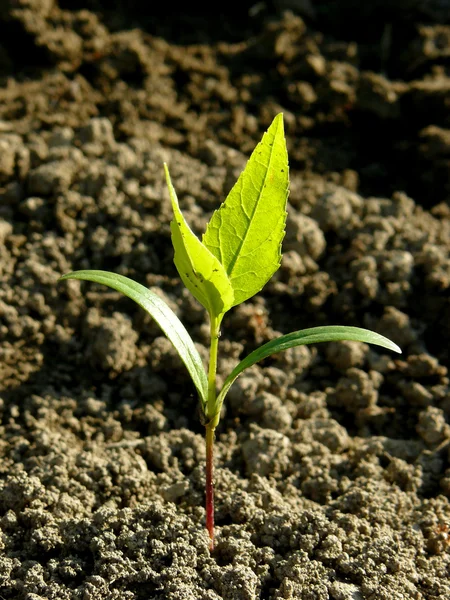 Ash-tree seedling Stock Picture