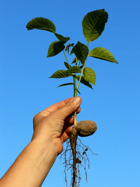 Walnut tree seedling Stock Picture