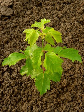 Ash - leaved akçaağaç
