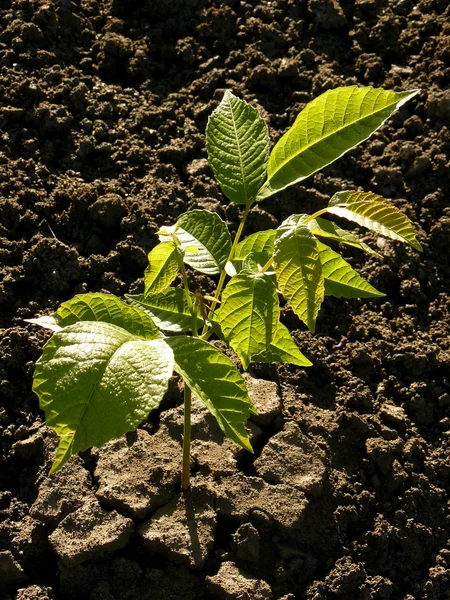 Valnöt träd plantor — Stockfoto