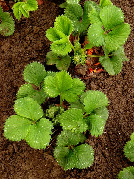 Strawberry säng — Stockfoto