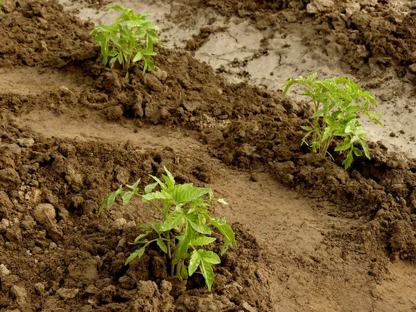 Semis de tomates — Photo