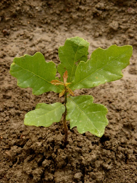 Inglés oak tree sapling — Foto de Stock