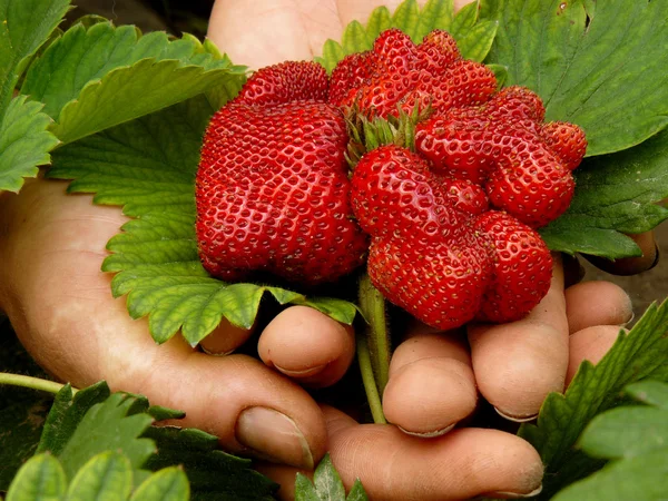 Giant strawberry Royalty Free Stock Images