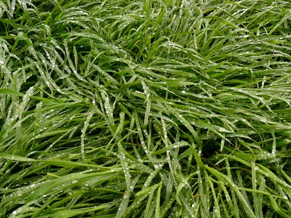 Trawa zielona — Zdjęcie stockowe