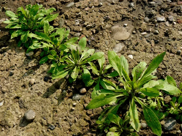 Growing through concrete — Stock Photo, Image