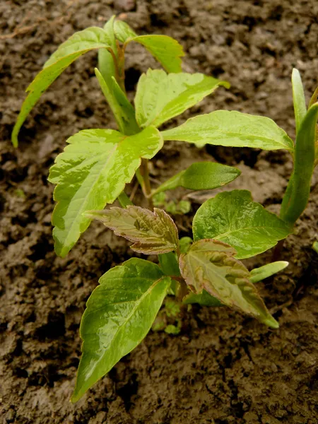 Small seedlings of ash-leaved maple Stock Image