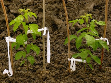 küçük ash - leaved maples