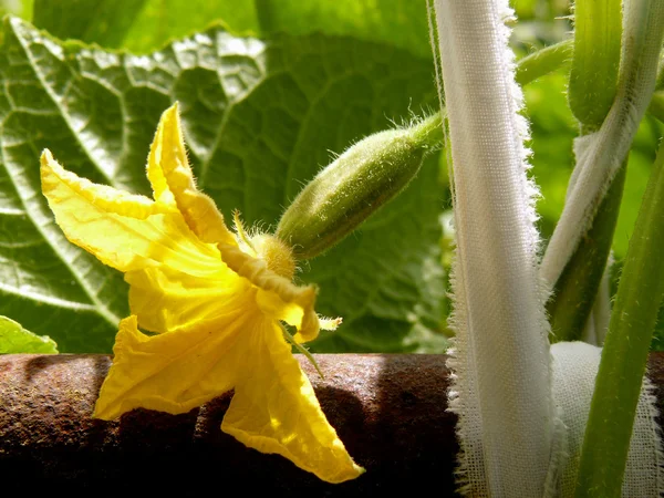 Blommande gurka — Stockfoto