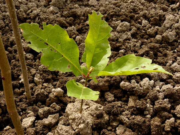 Red oak tree plantgoed — Stockfoto