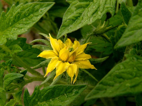 Flowering tomato — Stock Photo, Image