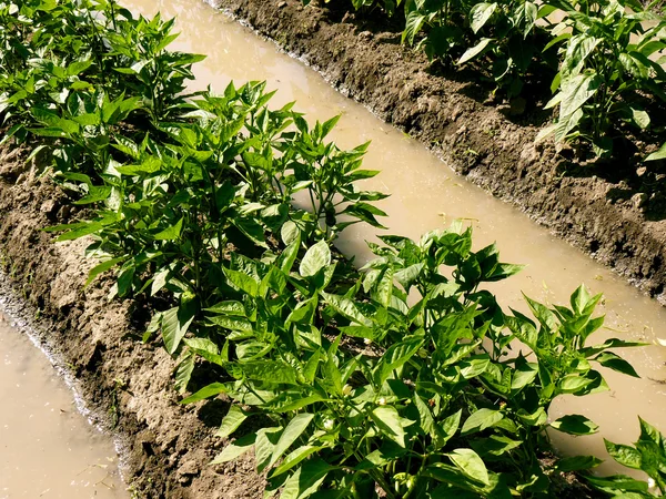 Zona árida jardinería — Foto de Stock