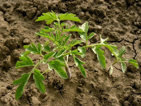 Tomato seedlings — Stock Photo, Image