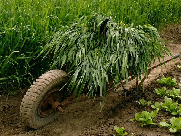 Wheelbarrow full of green grass — Stock Photo, Image