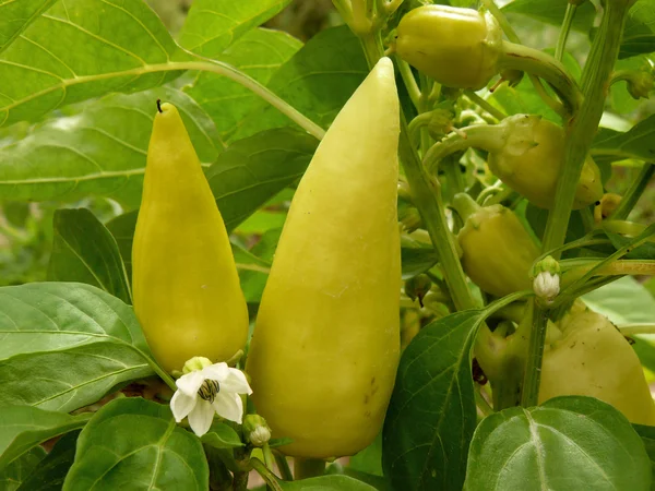 Pepper plant — Stock Photo, Image