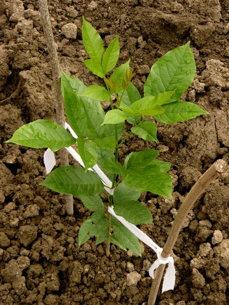 Ash-tree sapling — Stock Photo, Image