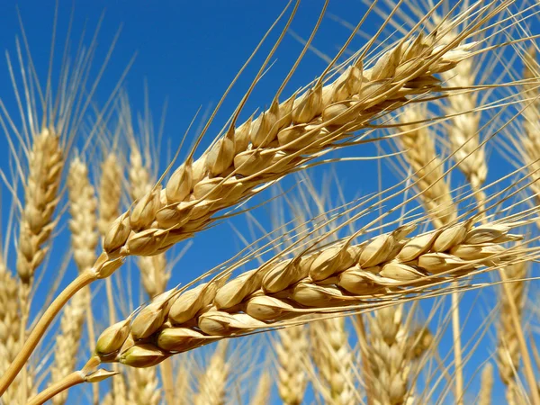 Wheat ears — Stock Photo, Image