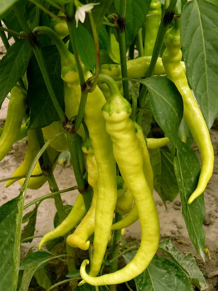 Scharfe Chilischoten — Stockfoto