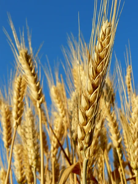 Wheat ears — Stock Photo, Image