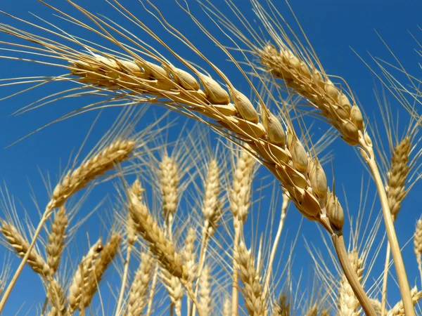 Wheat — Stock Photo, Image