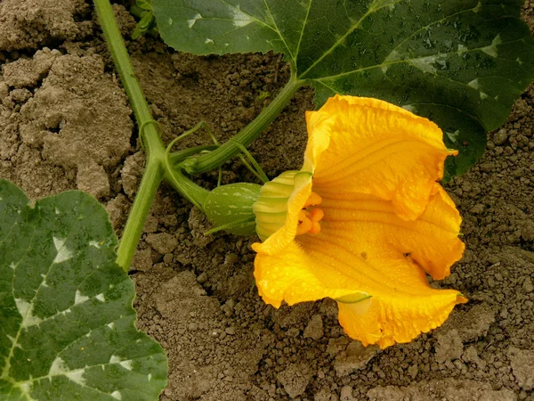 Flor de calabaza —  Fotos de Stock