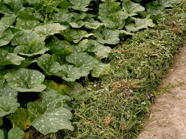 Calabazas en crecimiento en zona árida —  Fotos de Stock