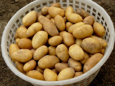 evde yetiştirilen patates