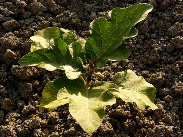 Melanzane — Foto Stock