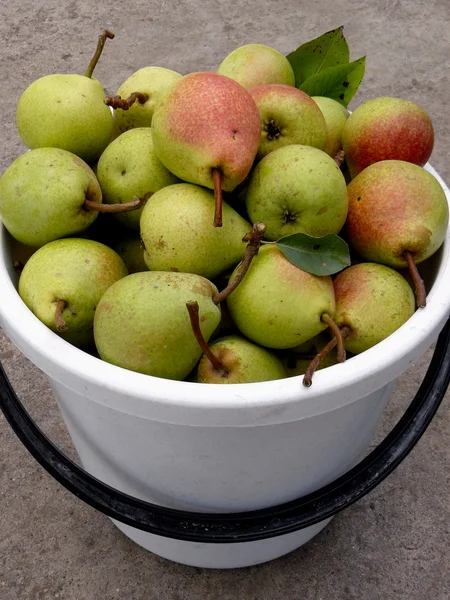 Bucket full of pears — Stock Photo, Image