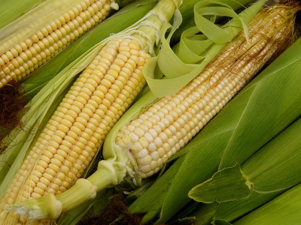 Corn crop — Stock Photo, Image