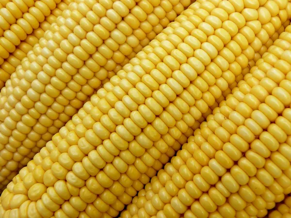 Corn bacground — Stock Photo, Image