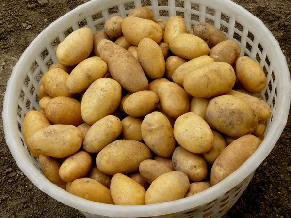 Hemodlade potatis — Stockfoto