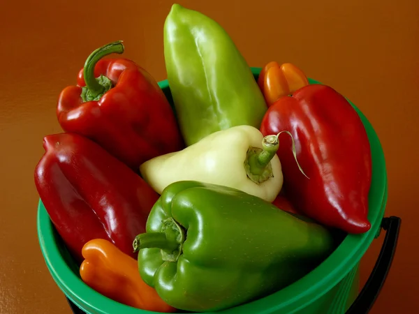 Paprika's oogst — Stockfoto