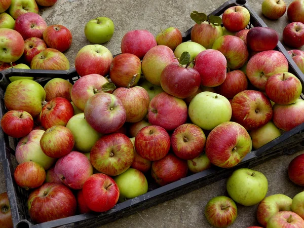 Cosecha de manzanas — Foto de Stock