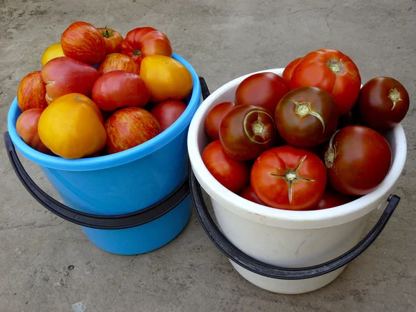 Tomaten oogst — Stockfoto