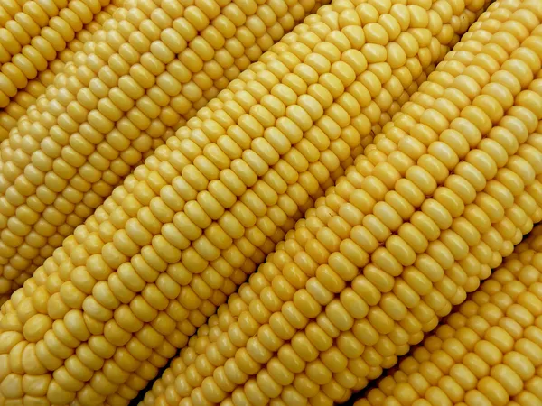 Corn bacground — Stock Photo, Image