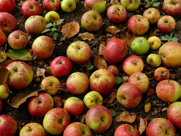 Manzanas caídas — Foto de Stock