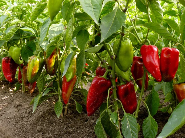 Sweet peppers bed — Stock Photo, Image