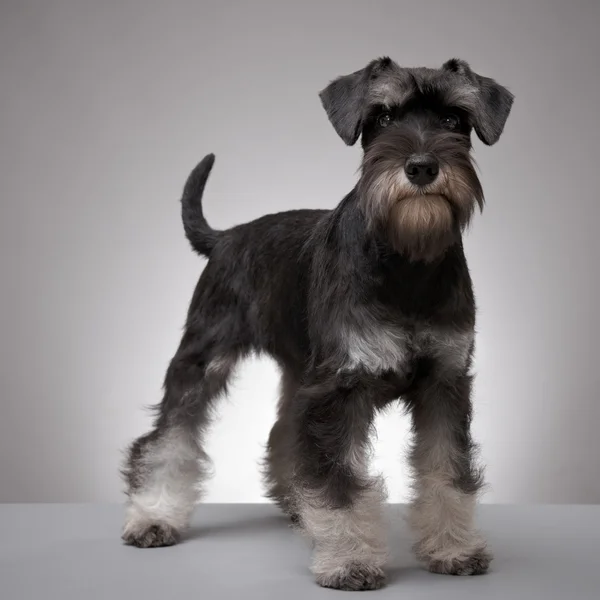 Miniatura Schnauzer 5 meses — Fotografia de Stock