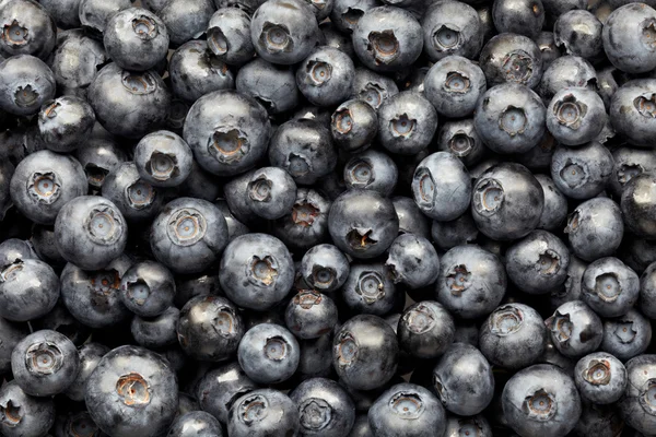 Blueberries fundo — Fotografia de Stock