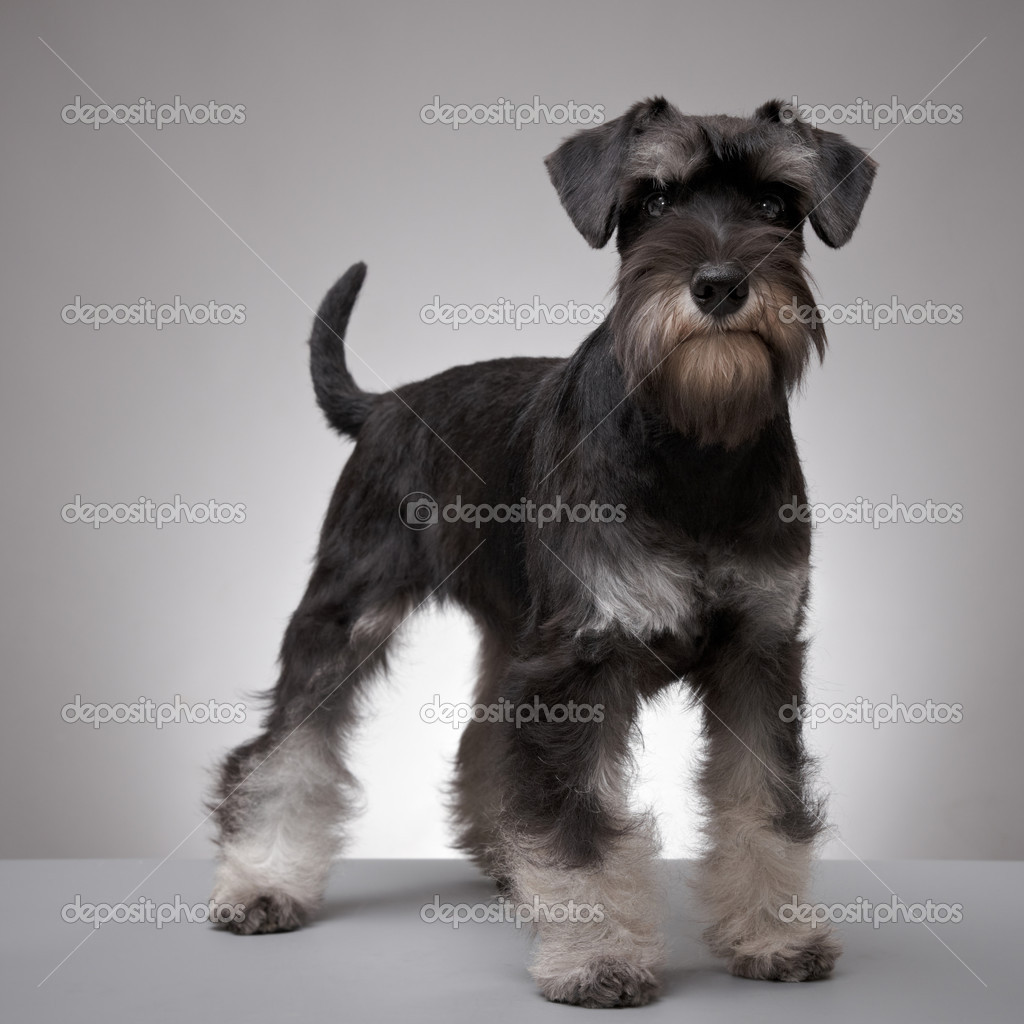 5 month hotsell old miniature schnauzer