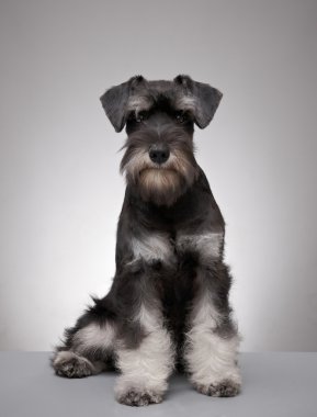 beş ay önce minyatür schnauzer köpek yavrusu