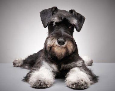 minyatür schnauzer köpek yavrusu