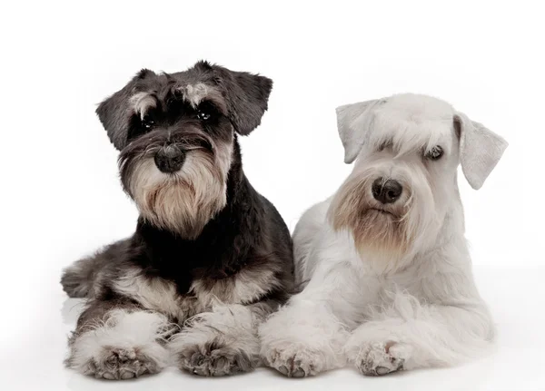 Miniatura schnauzer cachorros — Foto de Stock