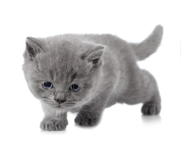 Cinco semanas de idade britânico curto cabelo gatinho — Fotografia de Stock