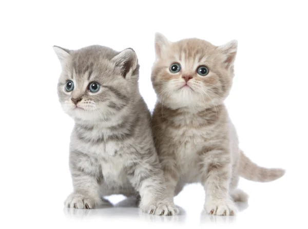 Пятинедельный британский коротковолосый котенок — стоковое фото