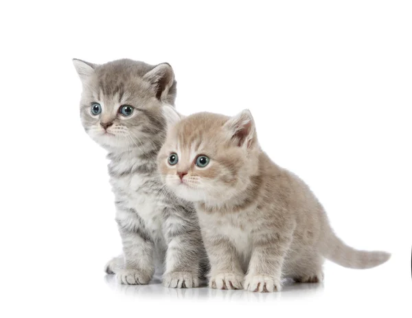 Cinco semanas viejo británico pelo corto gatito — Foto de Stock