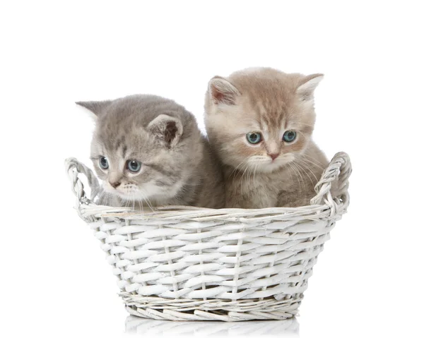 Пятинедельный британский коротковолосый котенок — стоковое фото