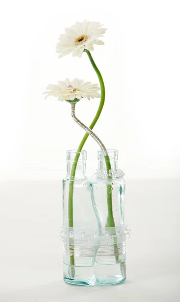Beautiful gerber in vase — Stock Photo, Image