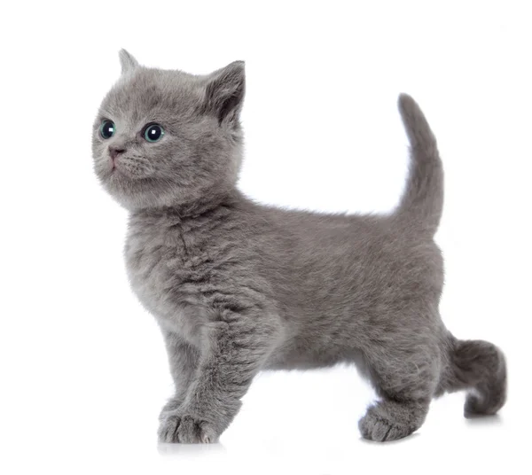 Five weeks old british short hair kitten — Stock Photo, Image